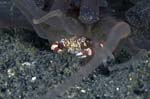 Crab2