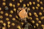 Crab3