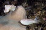 Cuttlefish1