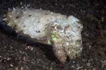 Cuttlefish2