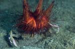 DecoratorCrab1
