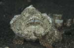 DevilScorpionfish1