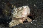 DevilScorpionfish2