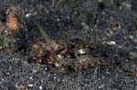 Dragonet