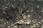 FingeredDragonet1