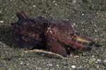 FlamboyantCuttlefish1