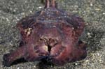 FlamboyantCuttlefish2