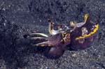 FlamboyantCuttlefish3