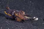 FlamboyantCuttlefish5