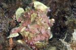 Frogfish1