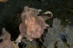 Frogfish10
