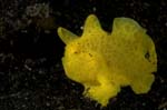 Frogfish11