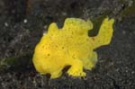 Frogfish3