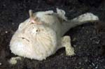 Frogfish4
