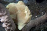 Frogfish5
