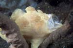 Frogfish6