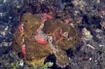 Frogfish7