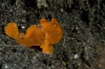Frogfish8
