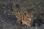 Frogfish9