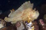 LeafScorpionfish1