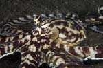MimicOctopus1
