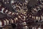 MimicOctopus2
