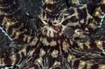 MimicOctopus3