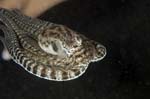 MimicOctopus4