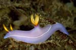 Nudibranch10