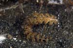 Nudibranch13