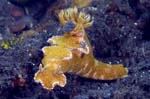 Nudibranch14