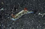 Nudibranch15