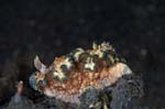 Nudibranch16