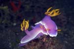 Nudibranch17