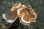 Nudibranch18