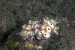 Nudibranch19