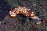 Nudibranch20