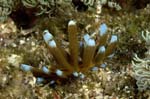 Nudibranch23