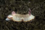 Nudibranch24