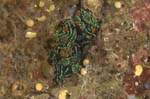 Nudibranch25