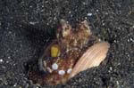Octopus1