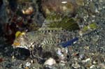 OrangeAndBlackDragonet1