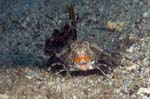 OrangeAndBlackDragonet2