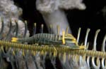 Periclimenes1