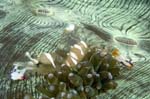 Periclimenes2