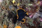 PinnateSpadefish