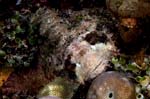 Scorpionfish1