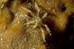 SeaSpider