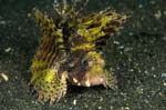 ShortfinLionfish1