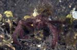 SpiderCrab2